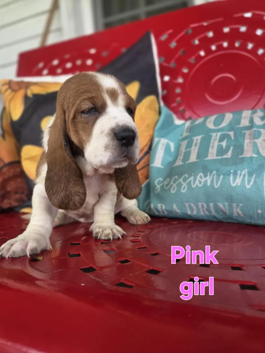Brown and white Basset Hound puppy on the red bench