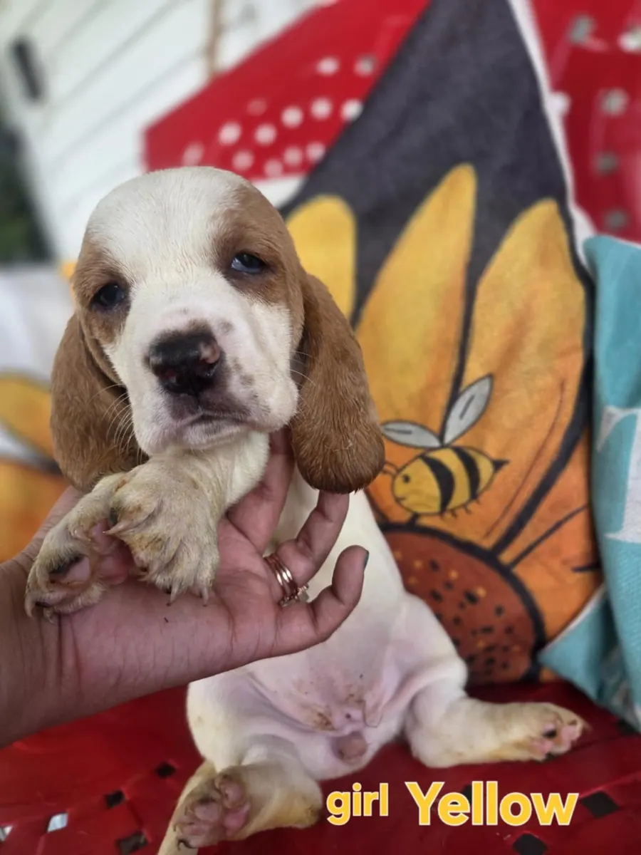 Lemon and white Basset Hound puppy with a sunflower cushion