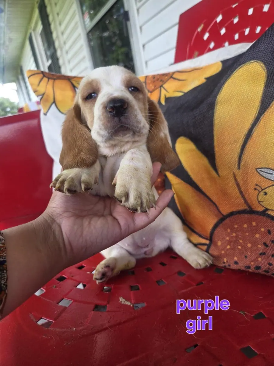 Basset Hound puppy being held on our porch