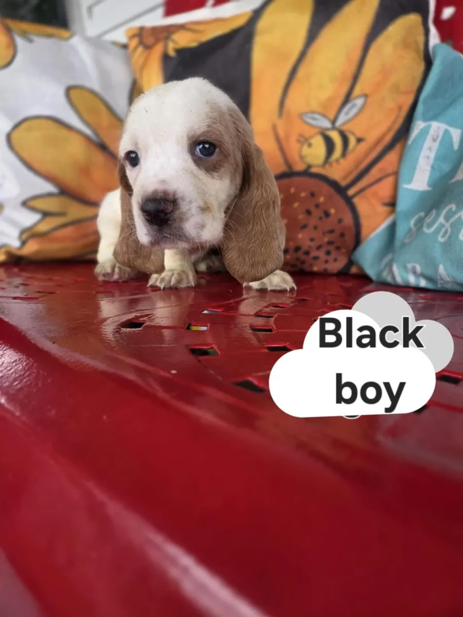 Basset Hound puppy leaning over our red porch bench
