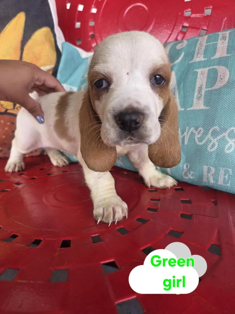 Lemon and white Basset Hound puppy with long soft ears