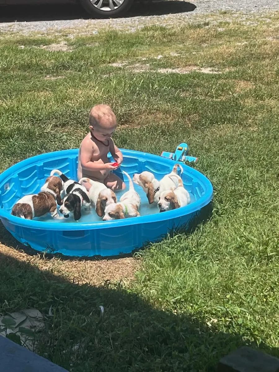 Our Basset Hound puppies playing outside with family