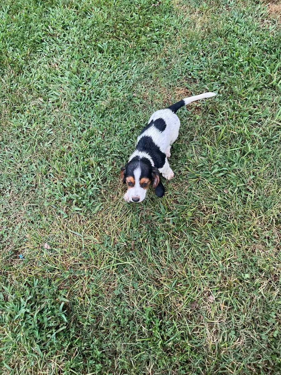 Tricolor Basset Hound puppy in the grass