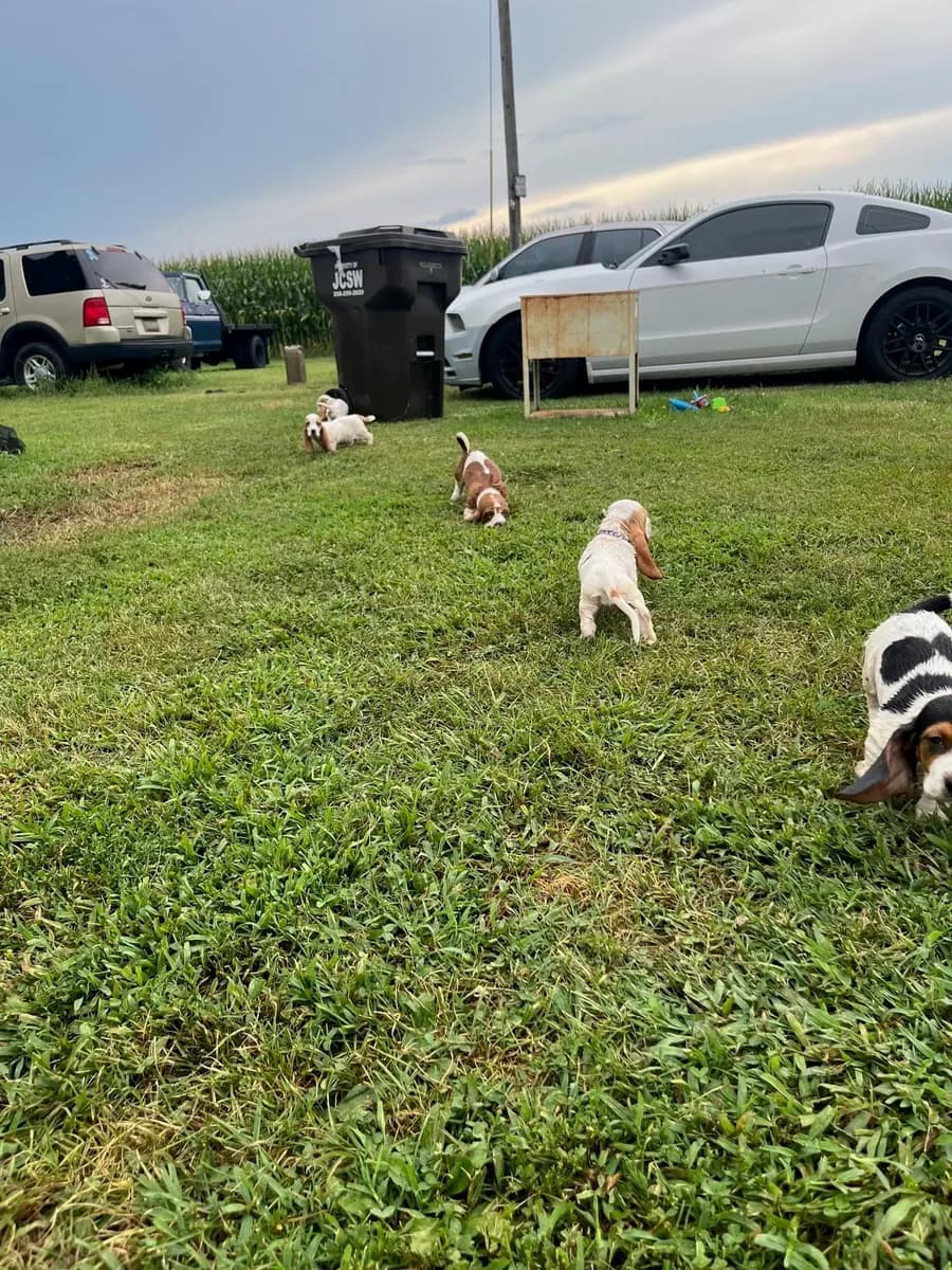 Our Basset Hounds enjoying time outside