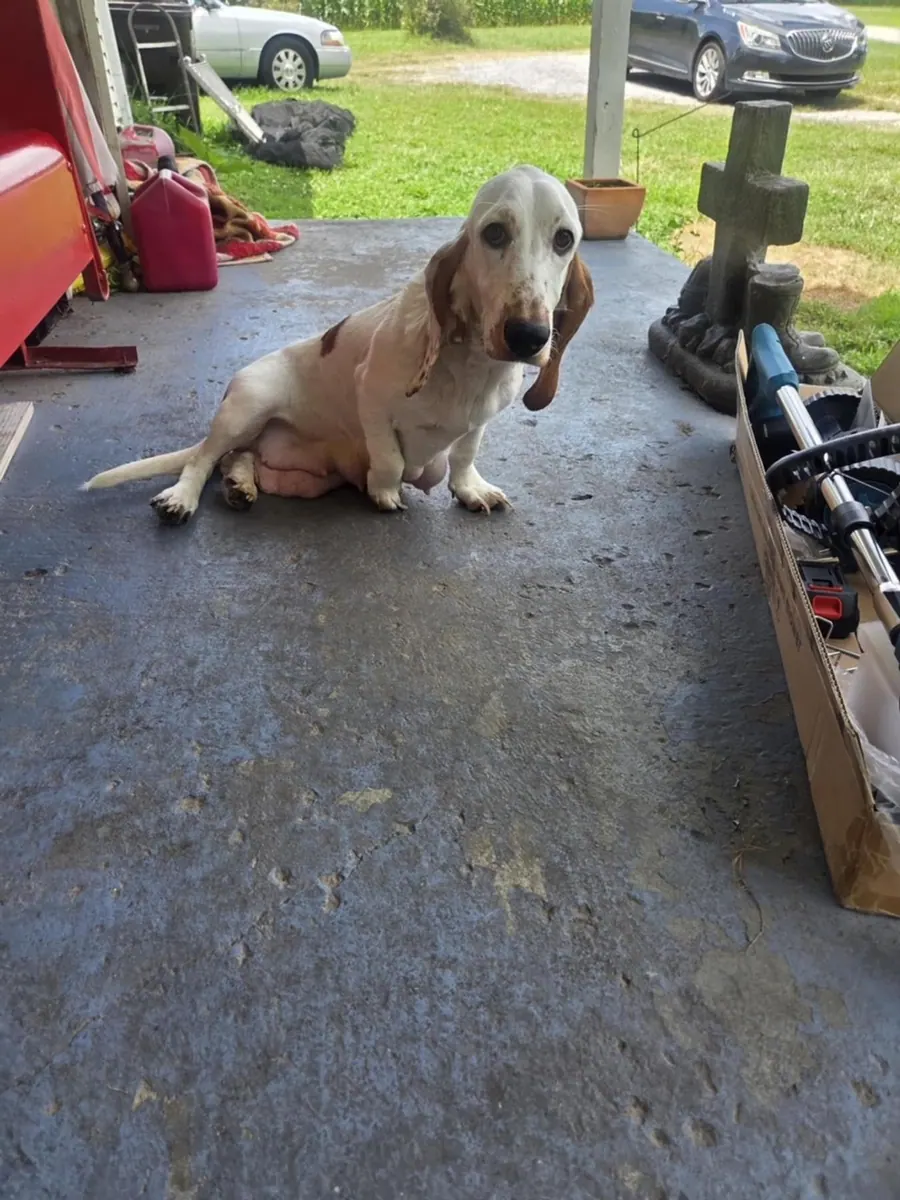 Basset Hound relaxing on the front porch
