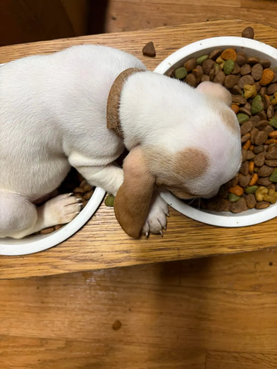 Sleepy Basset Hound puppy curled up beside a food bowl