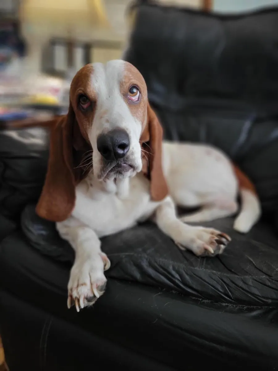 Pappy, our Basset Hound, sitting on the sofa