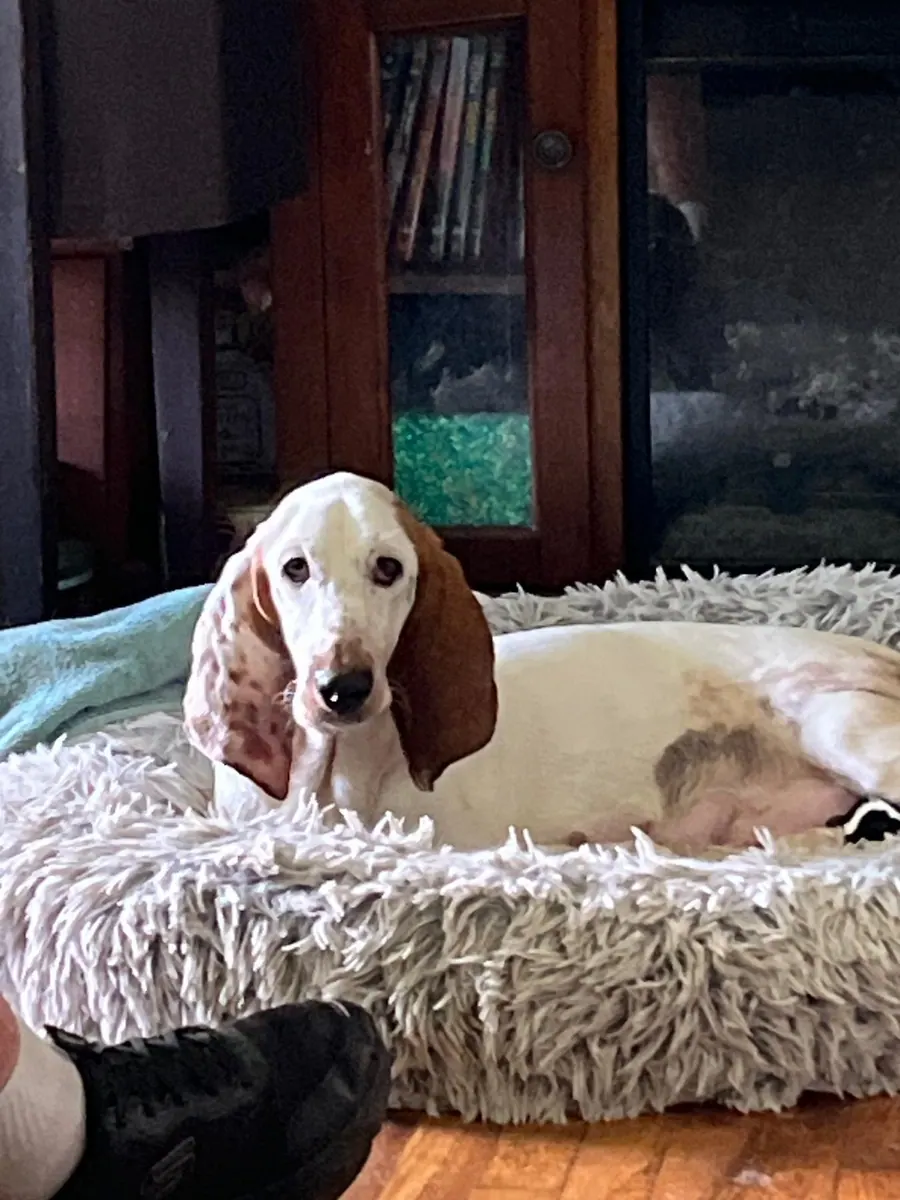 Mabel, our lemon and white Basset Hound, resting in her bed
